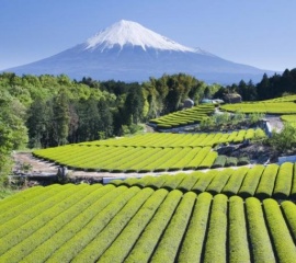 อุตสาหกรรมขั้นที่ 6 ญี่ปุ่นเปลี่ยนเกษตรกรให้เป็นผู้ประกอบการได้อย่างไร?