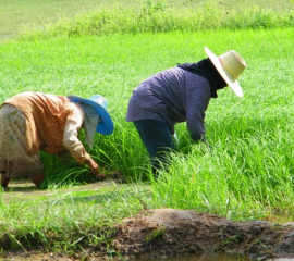 สภาเกษตรกรฯเตรียมเปิดตัว “สถาบันชาวนาไทย” องค์กรกลางแก้ปัญหาชาวนา