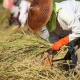ภาพสะท้อน “เกษตรกรนาเช่า’ จำนำข้าวยังเกาไม่ถูกที่คัน