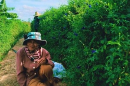 “อัญชัน” พืชเบี้ยยังชีพของเกษตรกรสูงวัย