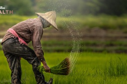 KKP Research คาด วิกฤตอาหารโลกช่วยดันรายได้เกษตรกรไทยพุ่งสูง ...