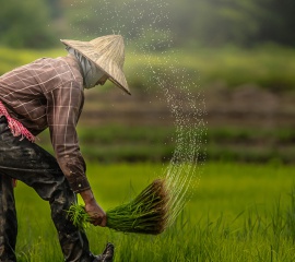 KKP Research คาด วิกฤตอาหารโลกช่วยดันรายได้เกษตรกรไทยพุ่งสูงสุดในรอบ 8 ปี ยกเว้นชาวนาที่เสี่ยงประสบปัญหาขาดทุน