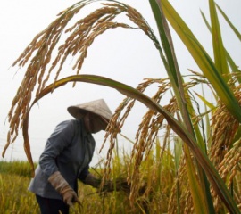 รายงานการศึกษาวิจัย ภาวะหนี้สินกับการสูญเสียที่ดินของเกษตรกรรายย่อย จ.ชัยนาท