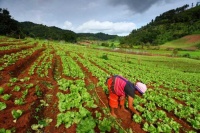 เร่งพัฒนาเกษตรอินทรีย์ไทย หวังเพิ่มช่องทางการตลาด