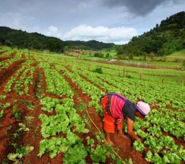 เร่งพัฒนาเกษตรอินทรีย์ไทย หวังเพิ่มช่องทางการตลาด