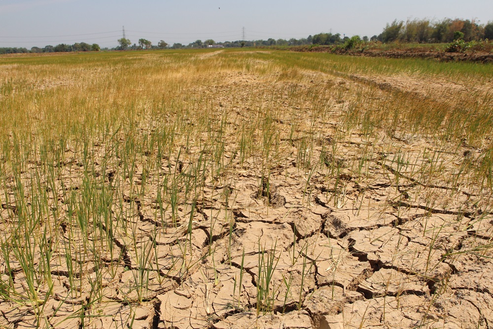 AyuthayaRiceFieldDrought