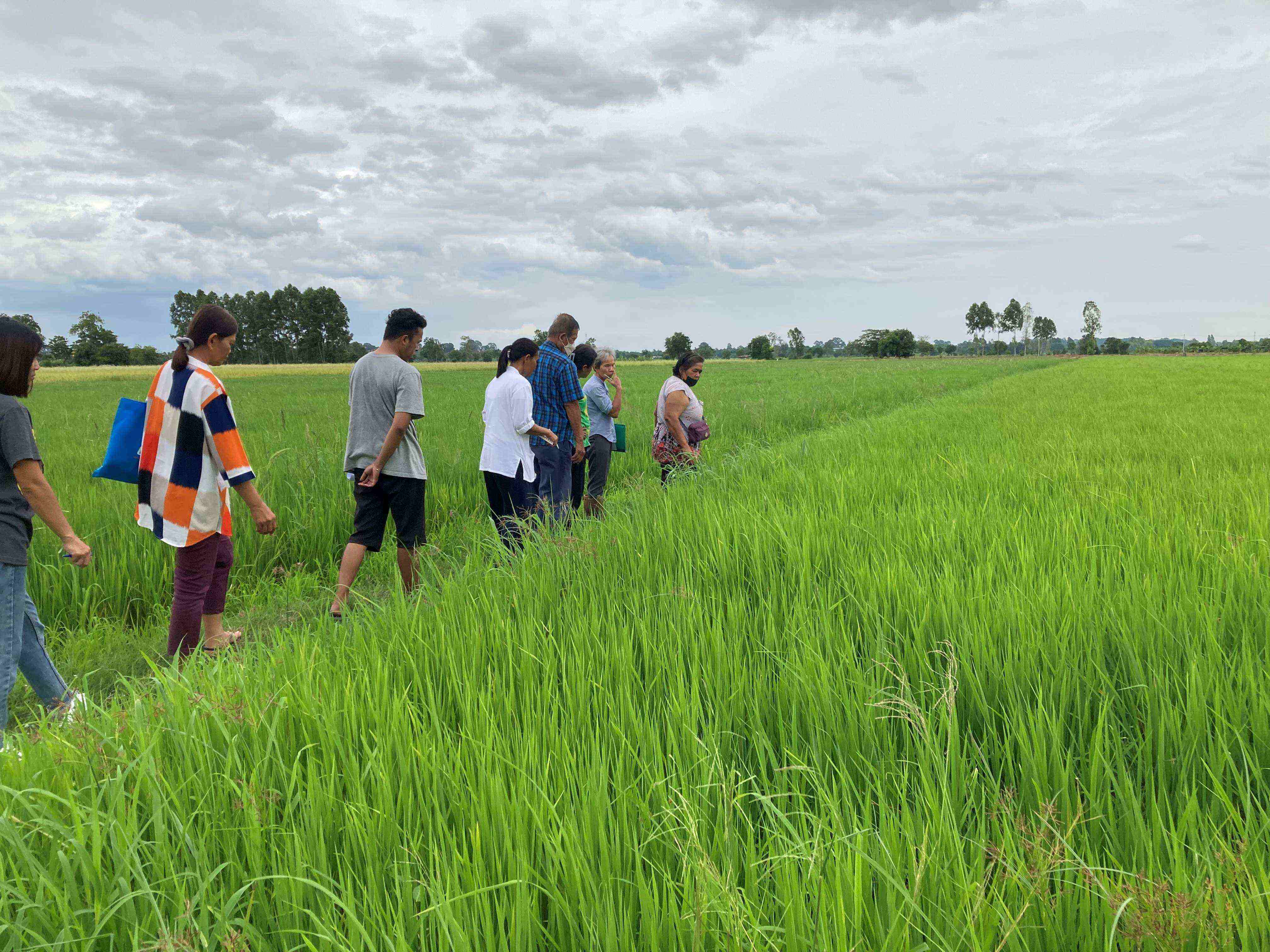 BangkudRiceFieldsInspection