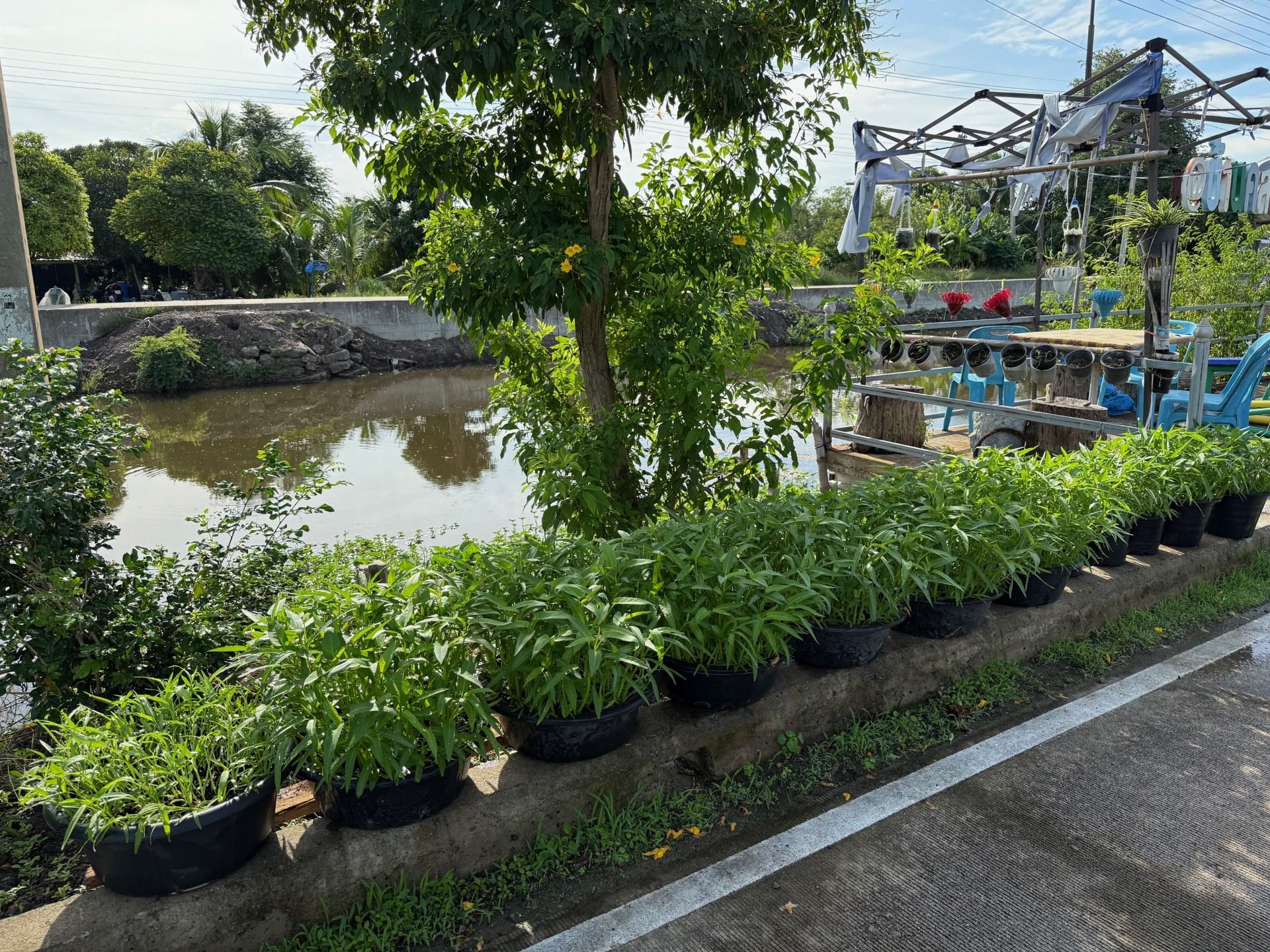 VegetablePlotNonthaburi