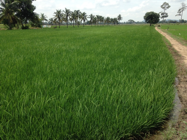 RicefieldNanglua