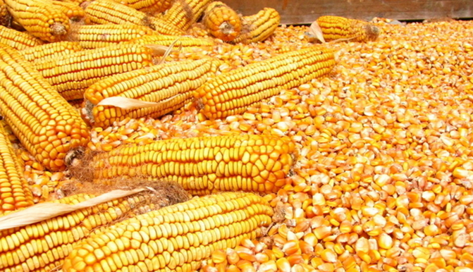 corn5