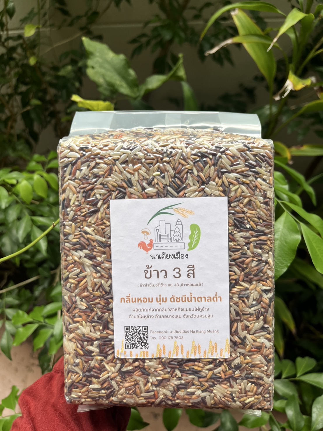 MixColorRice NakhonPathom