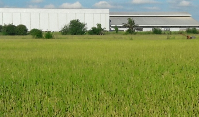 ricefield