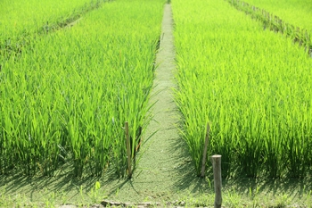 riceplant