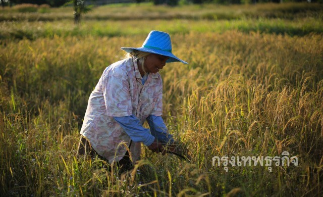 thaifarmer